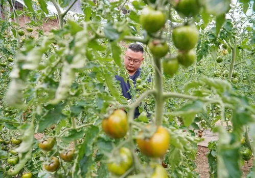 播种新希望 石家庄各地做好疫情防控,积极组织春耕复产