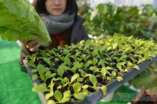 校园 作为中国领先的有机蔬菜种植销售企业,除了提供安全,健康的有机