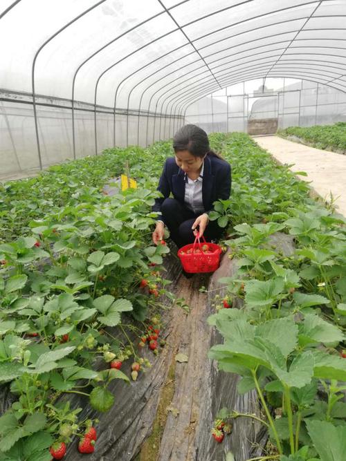 农历草莓草莓基地产品分类江安县水清镇鸿瑞蔬菜种植专业合作社地占址