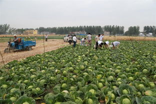 男子种菜销售难 十万斤蔬菜免费送乡邻