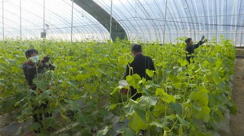 合水县板桥镇 聚焦蔬菜产业提质效 破解难题促发展