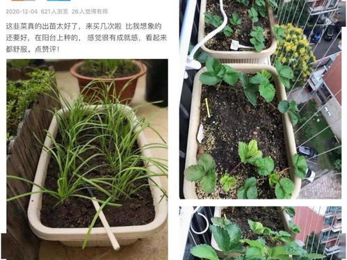 上海人阳台上种的最多的竟然是韭菜 网友 韭菜种韭菜被割韭菜 你家种了吗