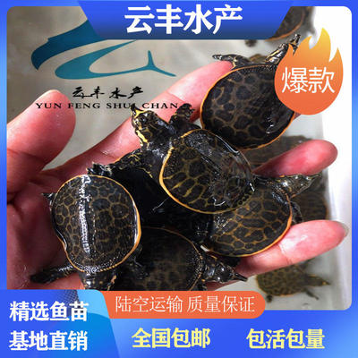 保山台湾鳖苗养殖 直销珍珠鳖苗价格 甲鱼苗产地供应