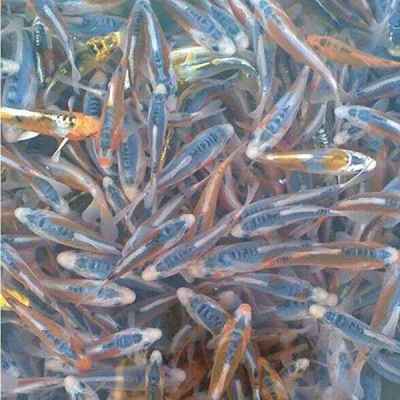 青岛金礼湾淡水鱼养殖繁育有限责任公司